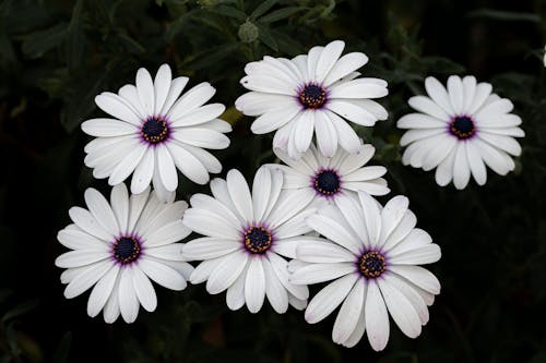 Beyaz çiçekler, bitki, doğa içeren Ücretsiz stok fotoğraf