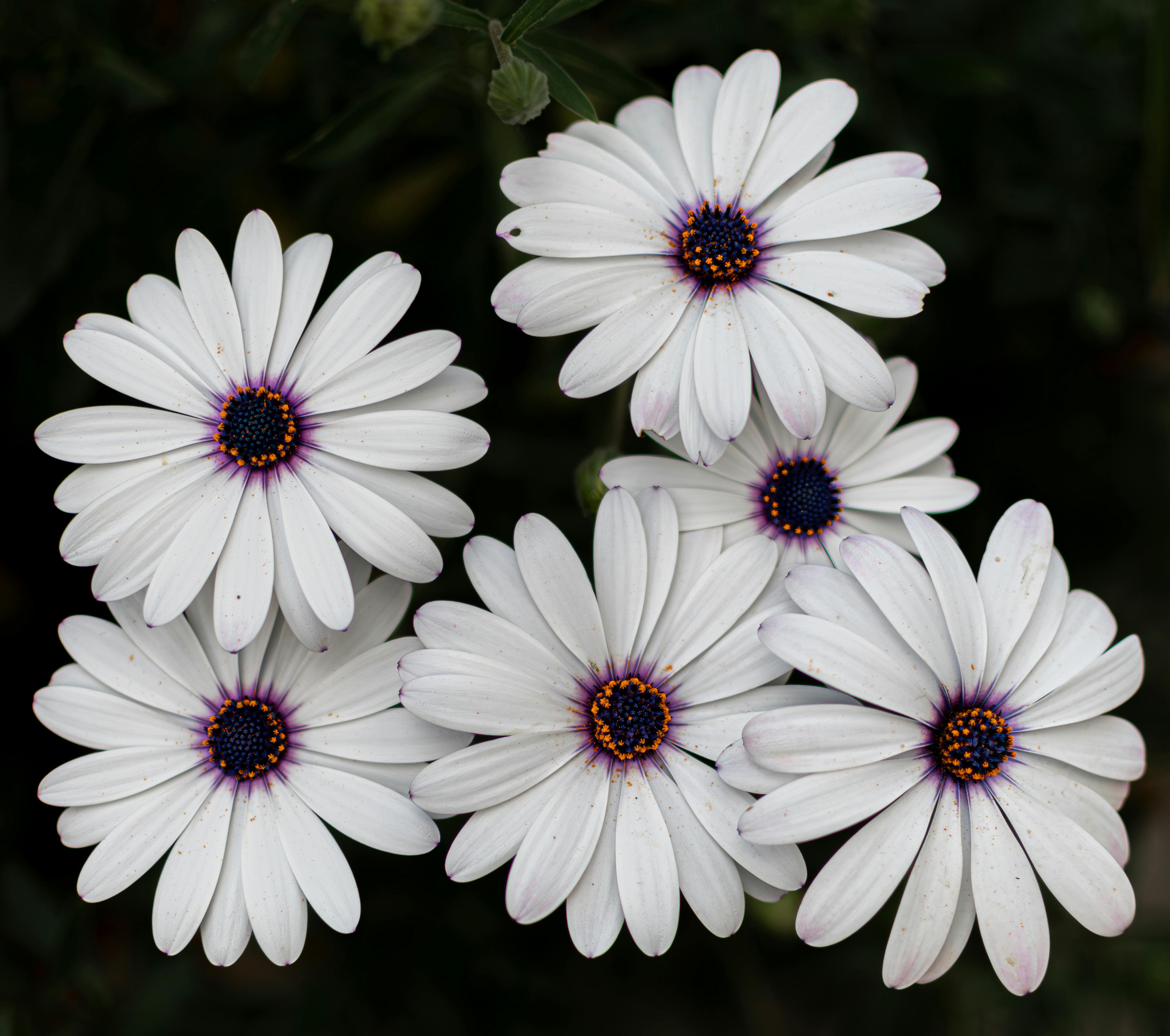 A vibrant raised garden bed filled with lush green spring vegetables, showing healthy soil and a thin layer of organic mulch.