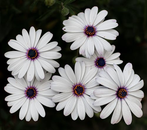 Fotobanka s bezplatnými fotkami na tému biele kvety, cape daisy, flóra