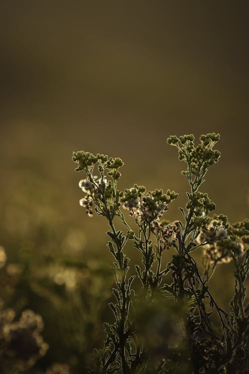 A close up of some flowers in the field