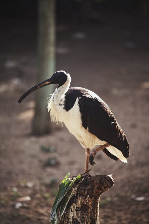 Gratis stockfoto met dierenfotografie, ibis met strohals, natuur