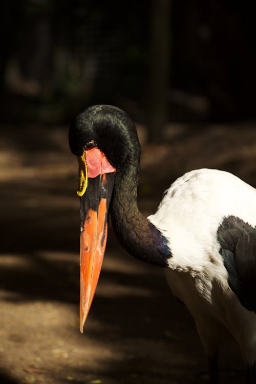 A large bird with a long beak and a long neck