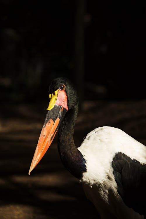 A close up of a bird with a long beak