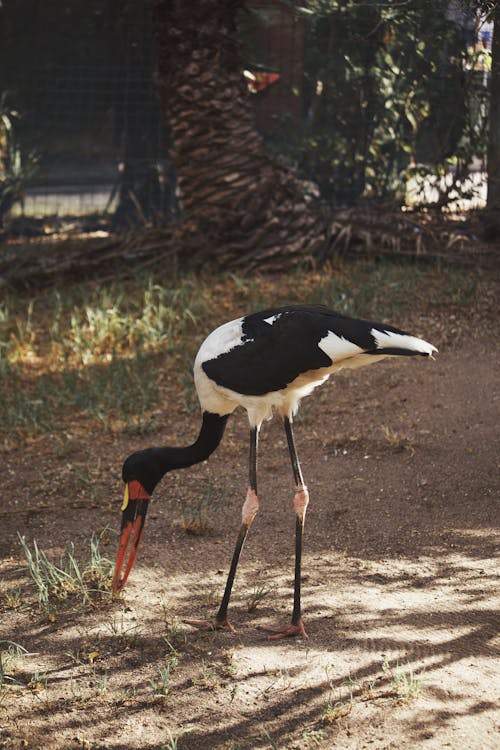 A black and white bird with a long neck