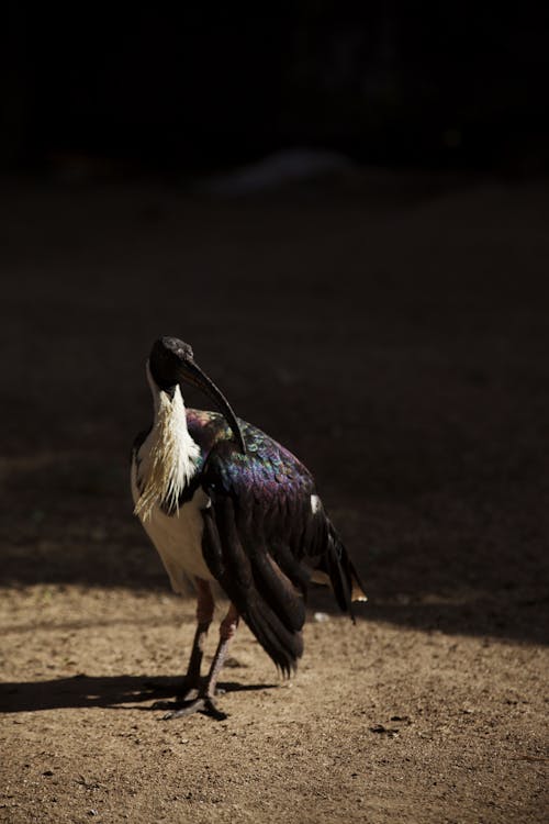 Foto stok gratis burung, fotografi binatang, ibis berleher jerami
