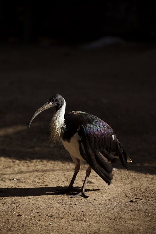 Gratis stockfoto met dierenfotografie, ibis met strohals, natuur