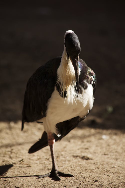 검은 목 황새, 동물 사진, 새의 무료 스톡 사진
