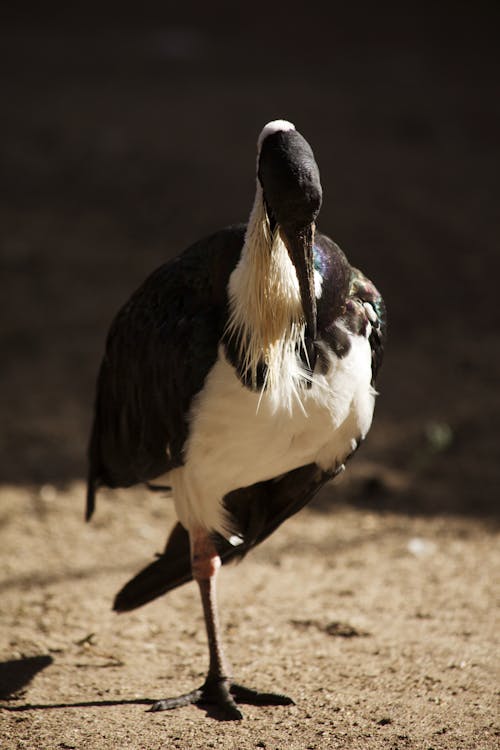 Gratis stockfoto met dierenfotografie, natuur, natuurfotografie