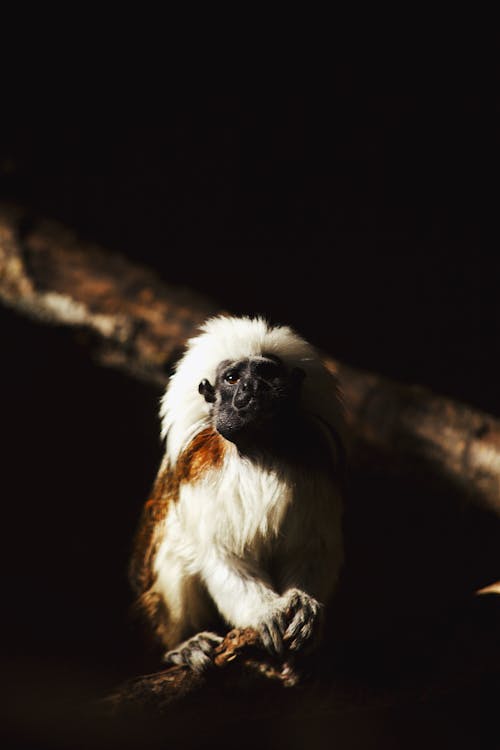 A monkey sitting on a branch in the dark