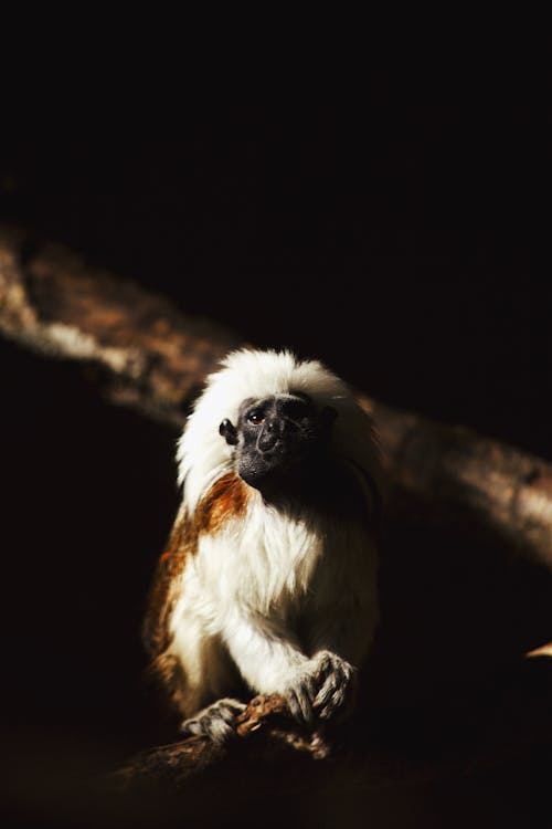 Gratis stockfoto met aap, dierenfotografie, donker