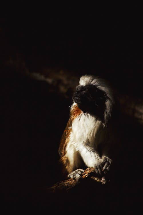 Gratis stockfoto met aap, dierenfotografie, natuur