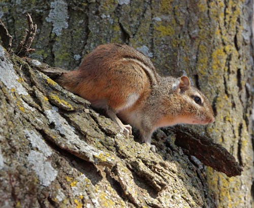 Fotobanka s bezplatnými fotkami na tému cicavec, pruhovaná veverica