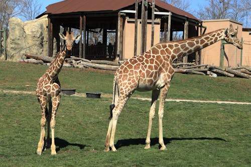 Бесплатное стоковое фото с жирафы, зоопарк животное