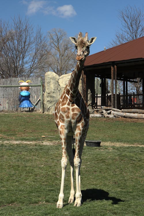 Fotobanka s bezplatnými fotkami na tému žirafa, zoo zviera