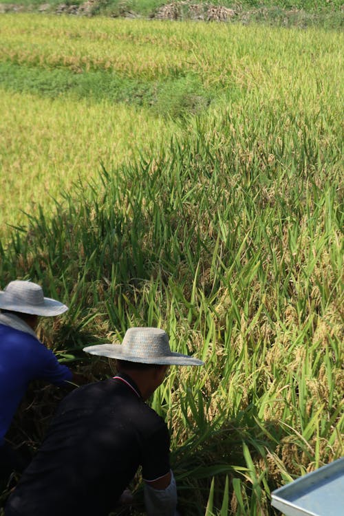 Two men in hats are working in a field