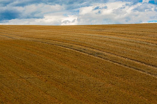 Expansive wheat field with golden hues under a dramatic cloudy sky, showcasing rural tranquility.