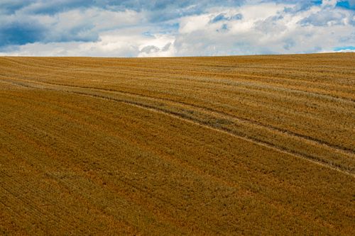 Free Expansive wheat field with golden hues under a dramatic cloudy sky, showcasing rural tranquility. Stock Photo