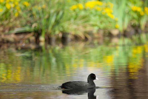 Tranquil Harmony: Eurasian Coot Amidst Daffodils