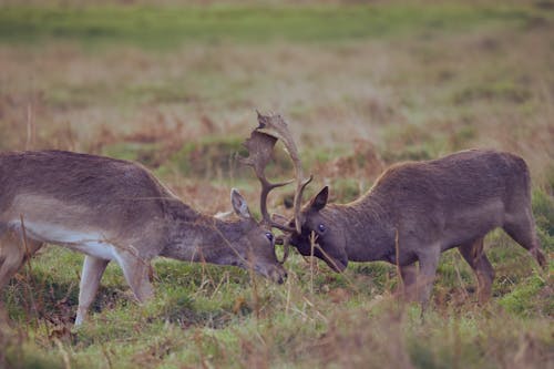 농촌의, 동물 사진, 사슴 뿔의 무료 스톡 사진