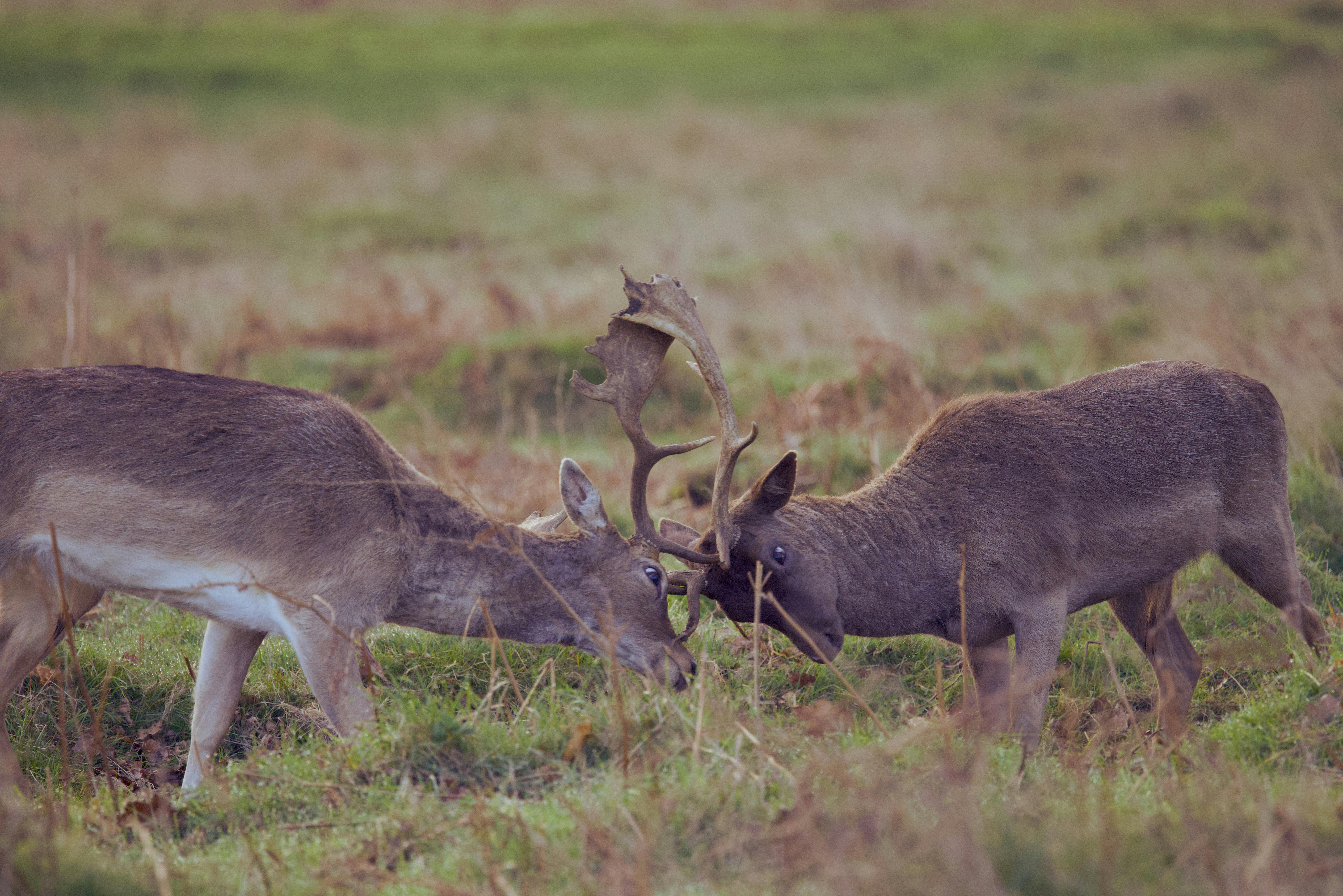Gratuit Photos gratuites de angleterre, animaux, animaux à cornes Photos