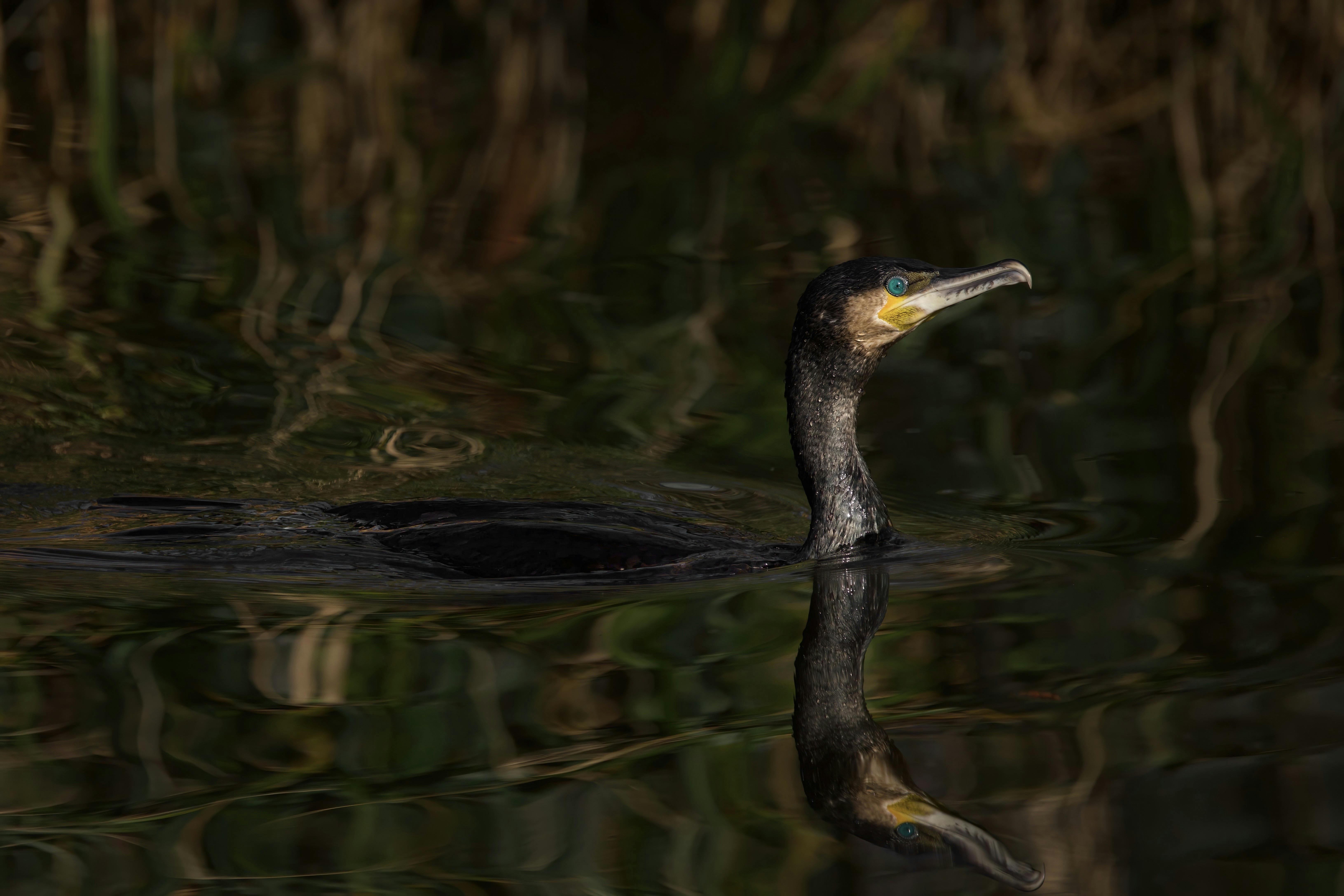 A cormorant swimming peacefully, reflecting in calm waters of a natural habitat.