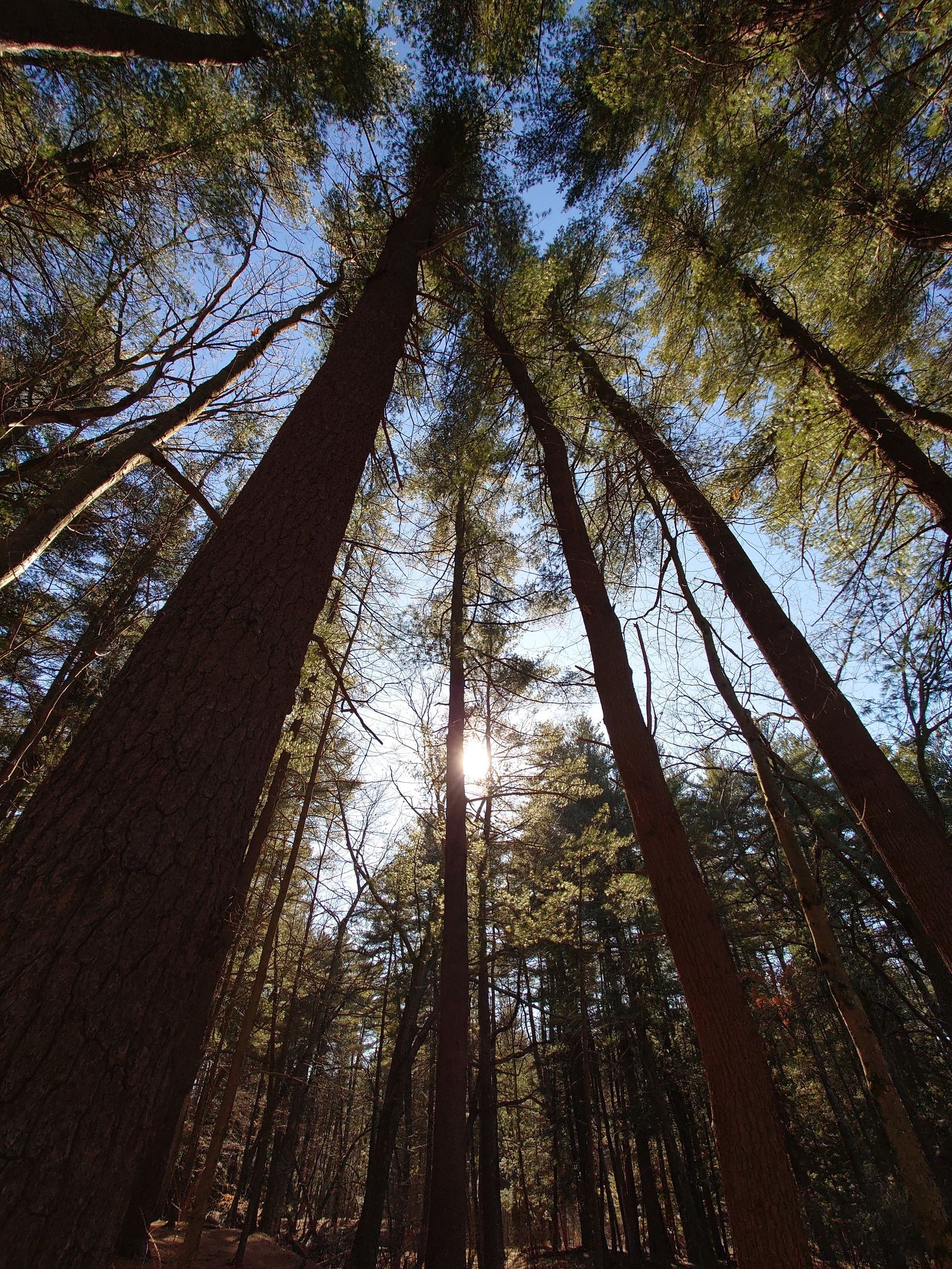 Tall pine trees with sunlight filtering through in Nashua NH forest