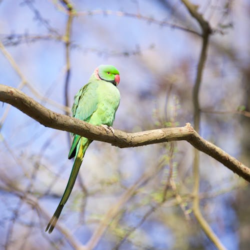A green parrot sitting on a branch in the woods
