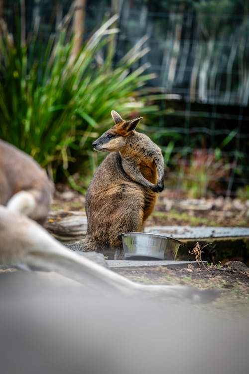 Fotobanka s bezplatnými fotkami na tému klokan, klokan wallaby, selektívne zaostrenie