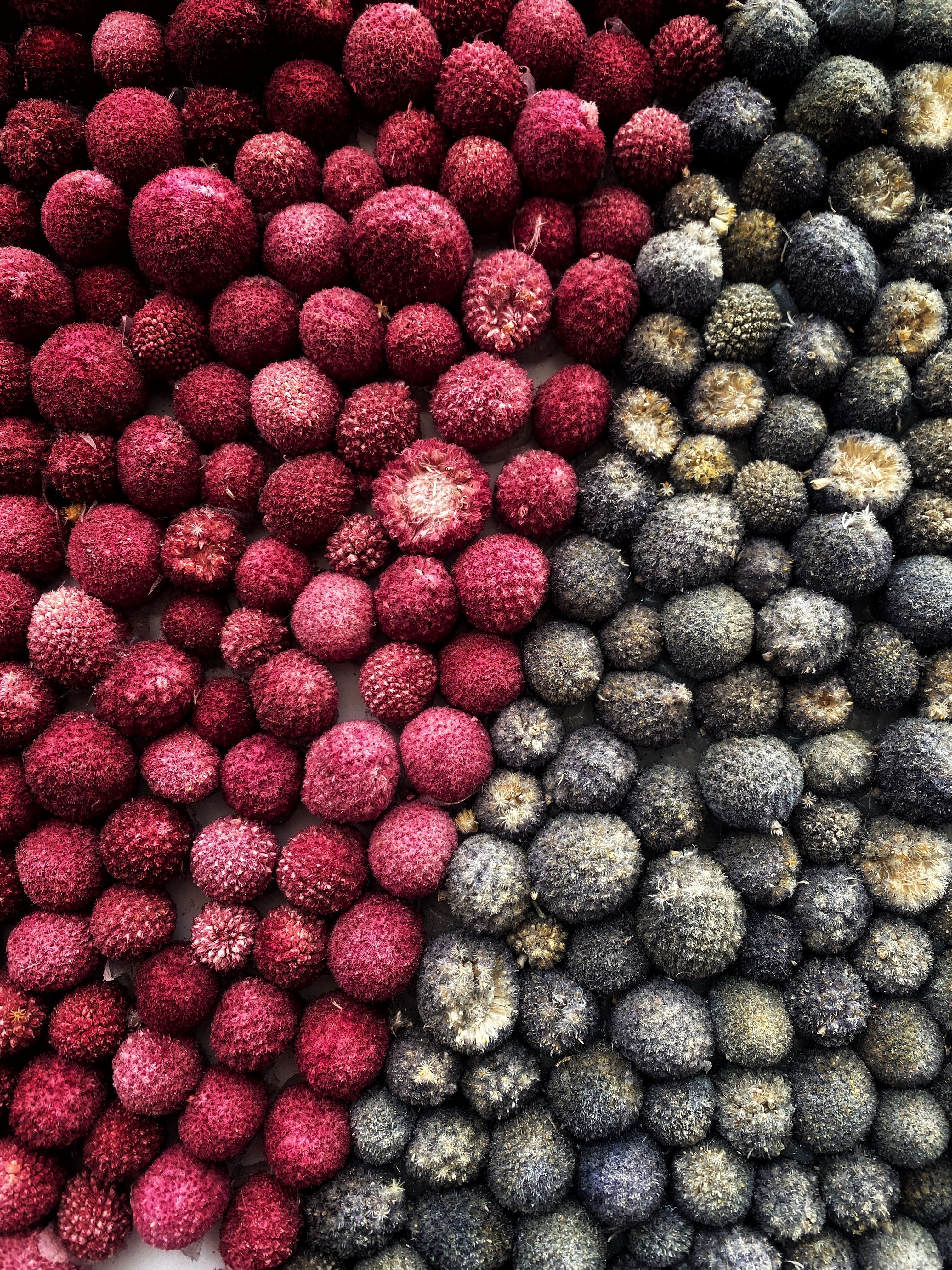 Multicolored Lychee Fruits · Free Stock Photo