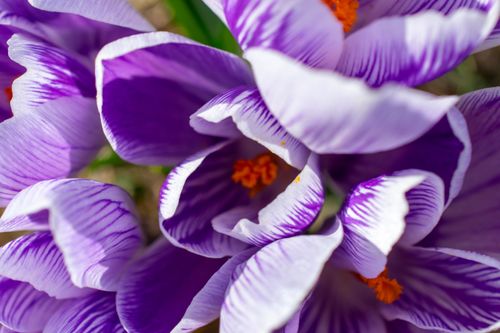 Free Detailed close-up of blooming purple crocus flowers, showcasing their vibrant petals and rich colors. Stock Photo