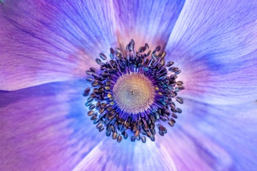 Center of Poppy Anemone Flower