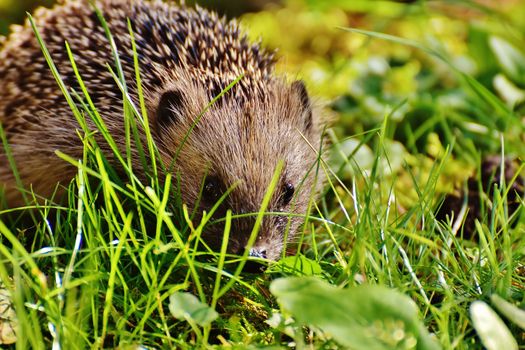 hedgehog photo