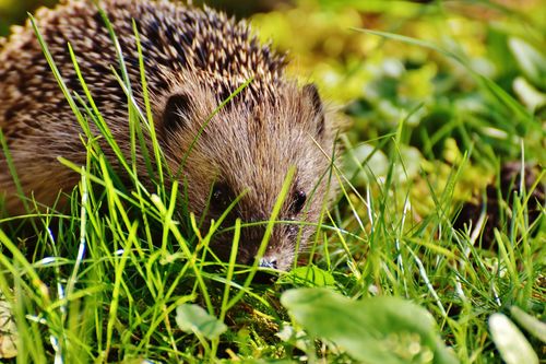 Free A cute hedgehog foraging in lush green grass, showcasing its spiny fur. Stock Photo