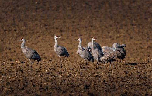 A group of birds standing in a field