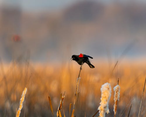 A red winged blackbird is perched on a reed