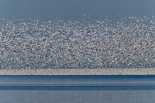 A flock of birds flying over the water