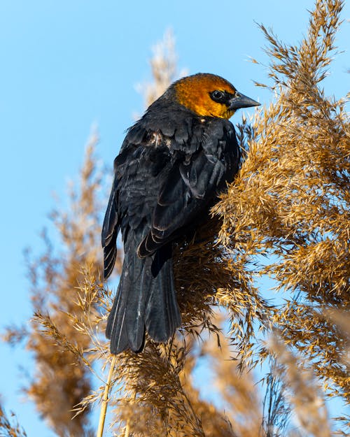 A black and yellow bird sitting on top of some dried grass