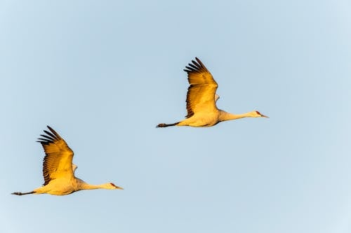 Two cranes flying in the sky