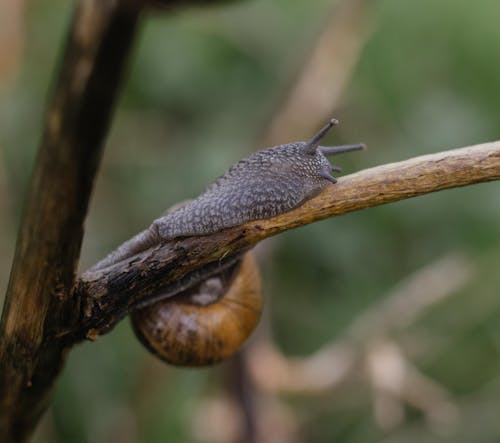 A snail crawling on a twig in the grass