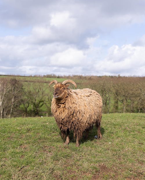 公羊, 動物攝影, 垂直拍摄 的 免费素材图片