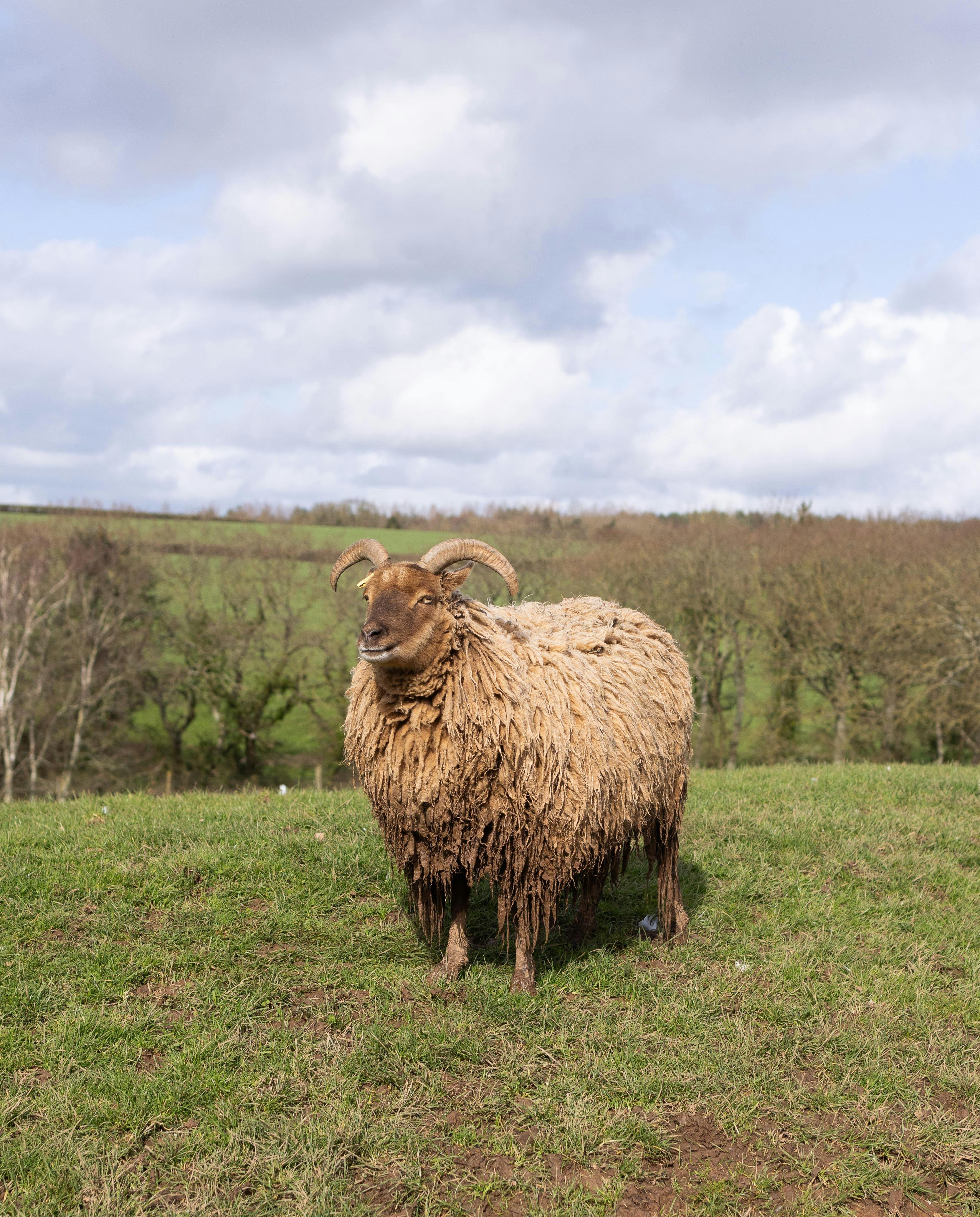 Gratuit Photos gratuites de @extérieur, agriculture, animal domestique Photos