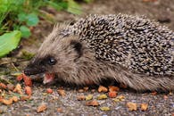 这只可爱的刺猬咀嚼着食物，展现出它多刺的质地和顽皮的举止
