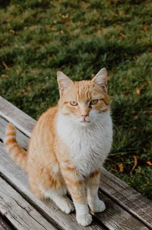 Free Charming ginger cat sitting on a bench in grassy rural setting, perfect for pet themes. Stock Photo