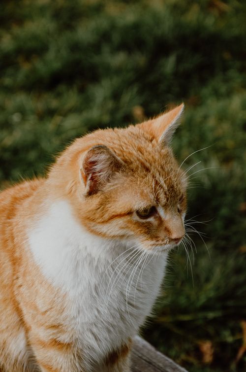 Free Close-up of an orange and white cat sitting outdoors, exuding curiosity and cuteness. Stock Photo