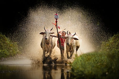 Foto d'estoc gratuïta de Festival, vaca, vietnamita