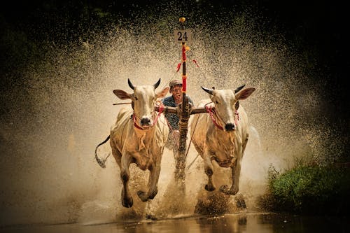 Foto d'estoc gratuïta de acció, animals, bestiar