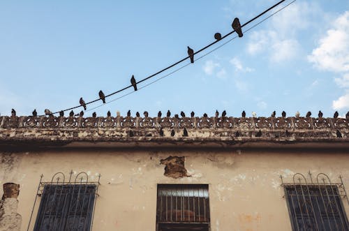 A group of birds sitting on wires above a building