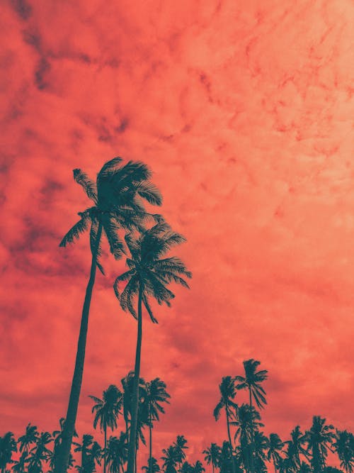 бесплатная Кокосовые пальмы Стоковое фото