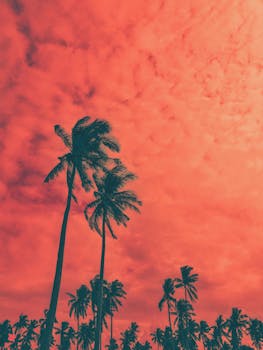 Silhouette of coconut palm trees against a vivid peach sky during summer, captured outdoors.