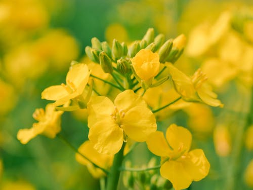 Free stock photo of country, flower, rapeseed